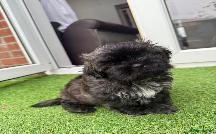 Shih Tzu dogs - Advert 3
