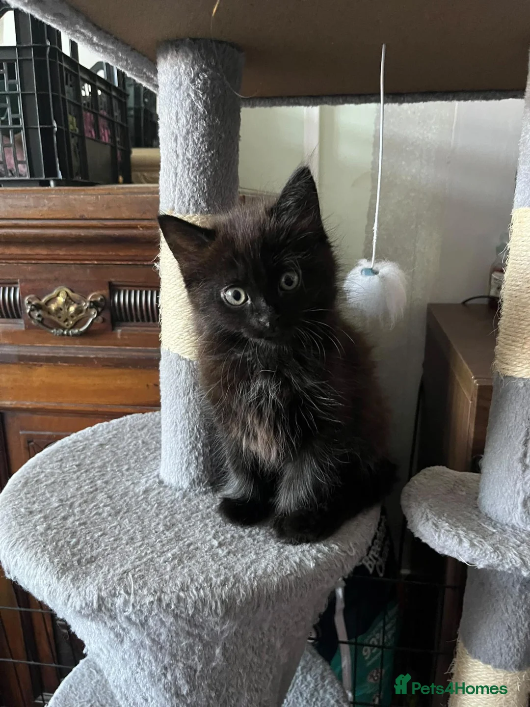 Mixed Breed cats for sale: Gorgeous Black Fluffy Girl in Swanley - Advert 3