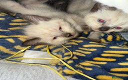 Brazilian Shorthair cats for sale: Boy and girl - Image 2