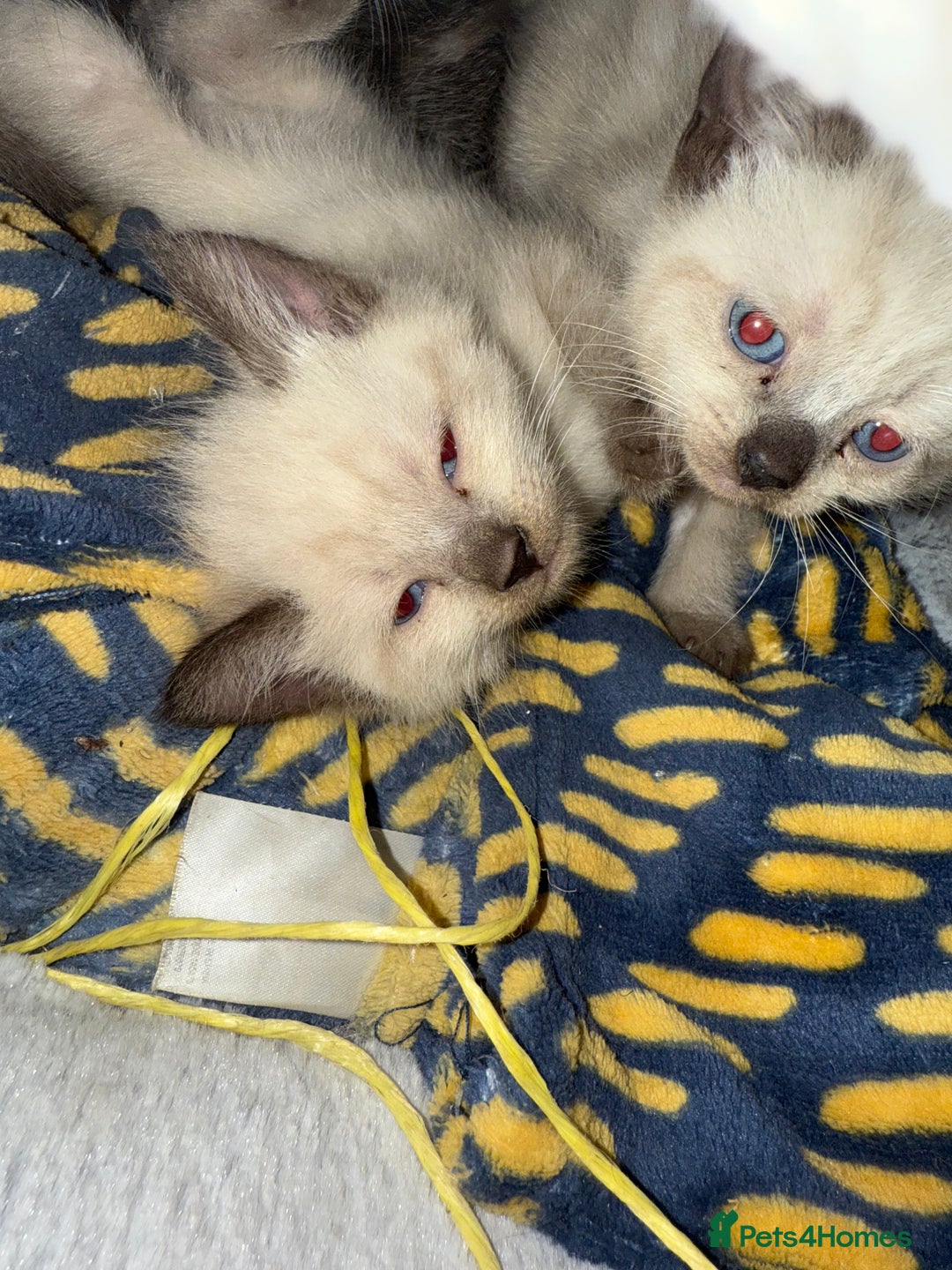 Brazilian Shorthair cats for sale: Boy and girl - Image 2