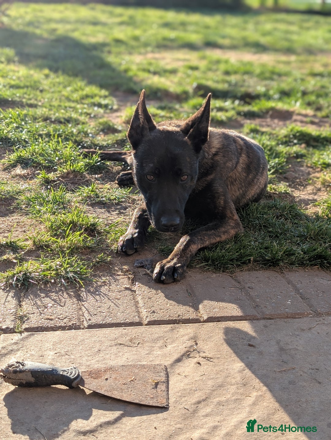 Belgian Shepherd Dog dogs for sale: Dutch Herder Puppies - Advert 23