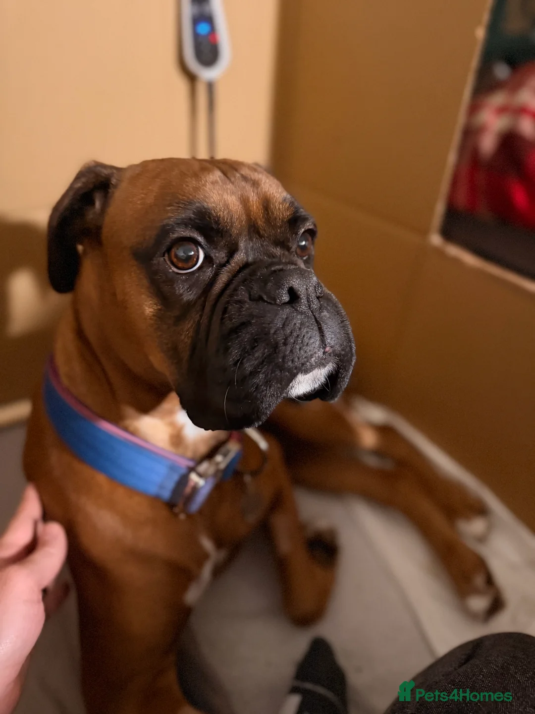 Boxer dogs for sale: KC Reg Boxers - 5 Beautiful Girls Ready Soon - Advert 3