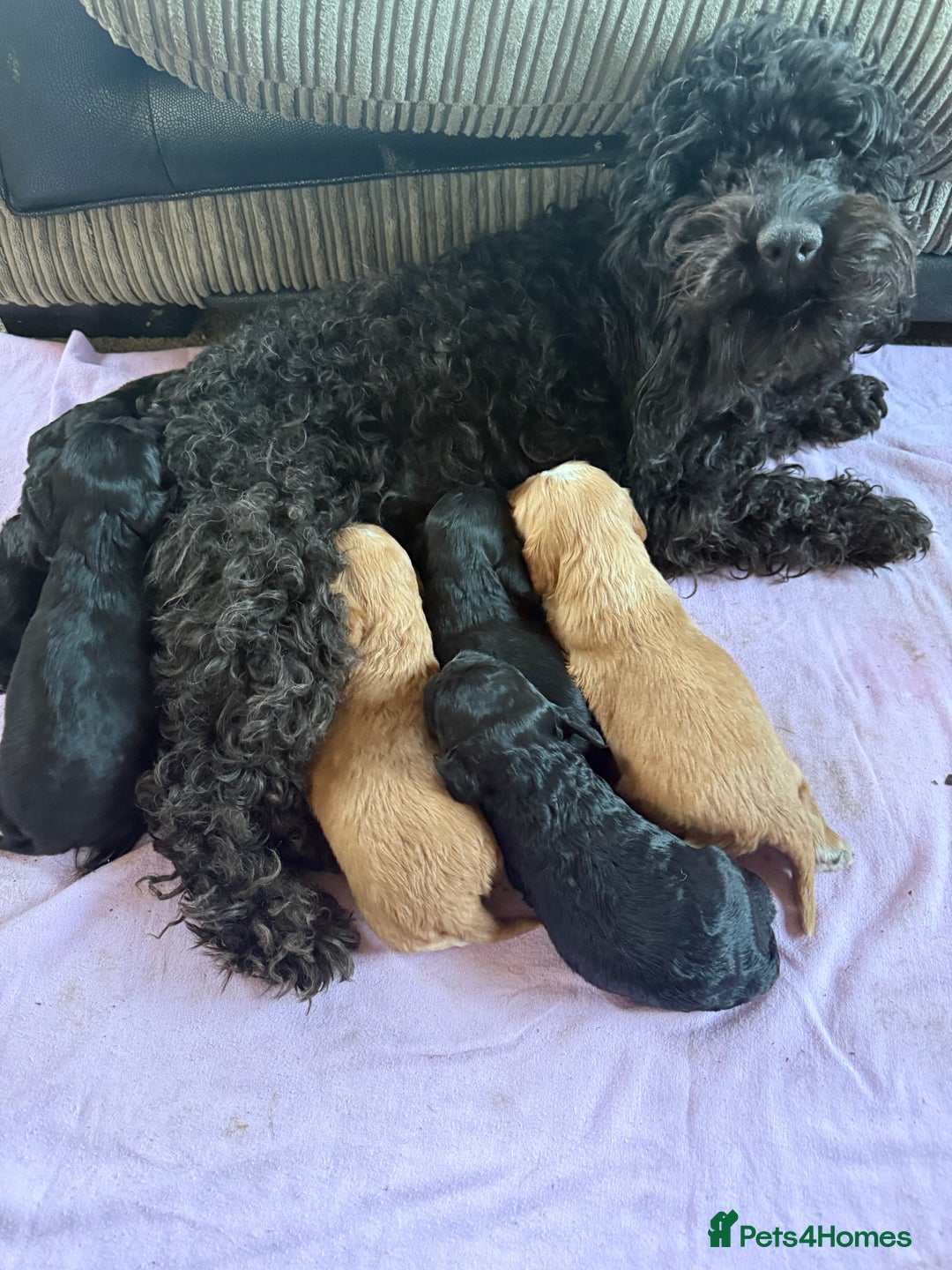 Mixed Breed dogs for sale: Gorgeous toy apricot and black cavapoos  - Advert 3
