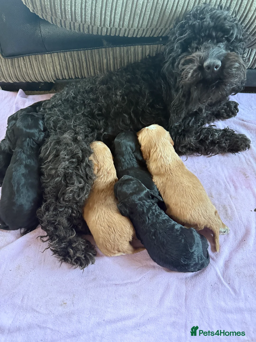 Mixed Breed dogs for sale: Mini Cavapoo puppy’s black and gold  - Advert 7