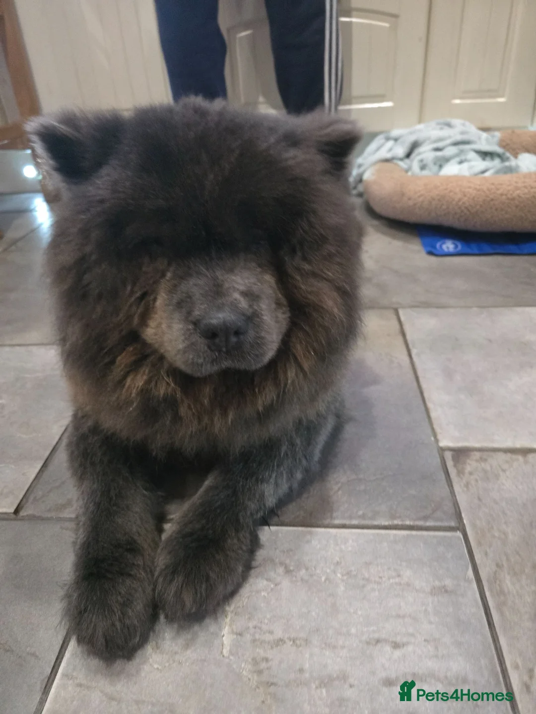 Chow Chow dogs for sale: Beautiful 6 year old girl - Advert 1