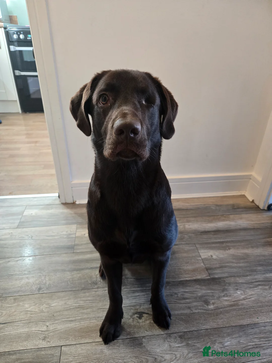 Mixed Breed dogs for sale: Meet Yogi  - Advert 2