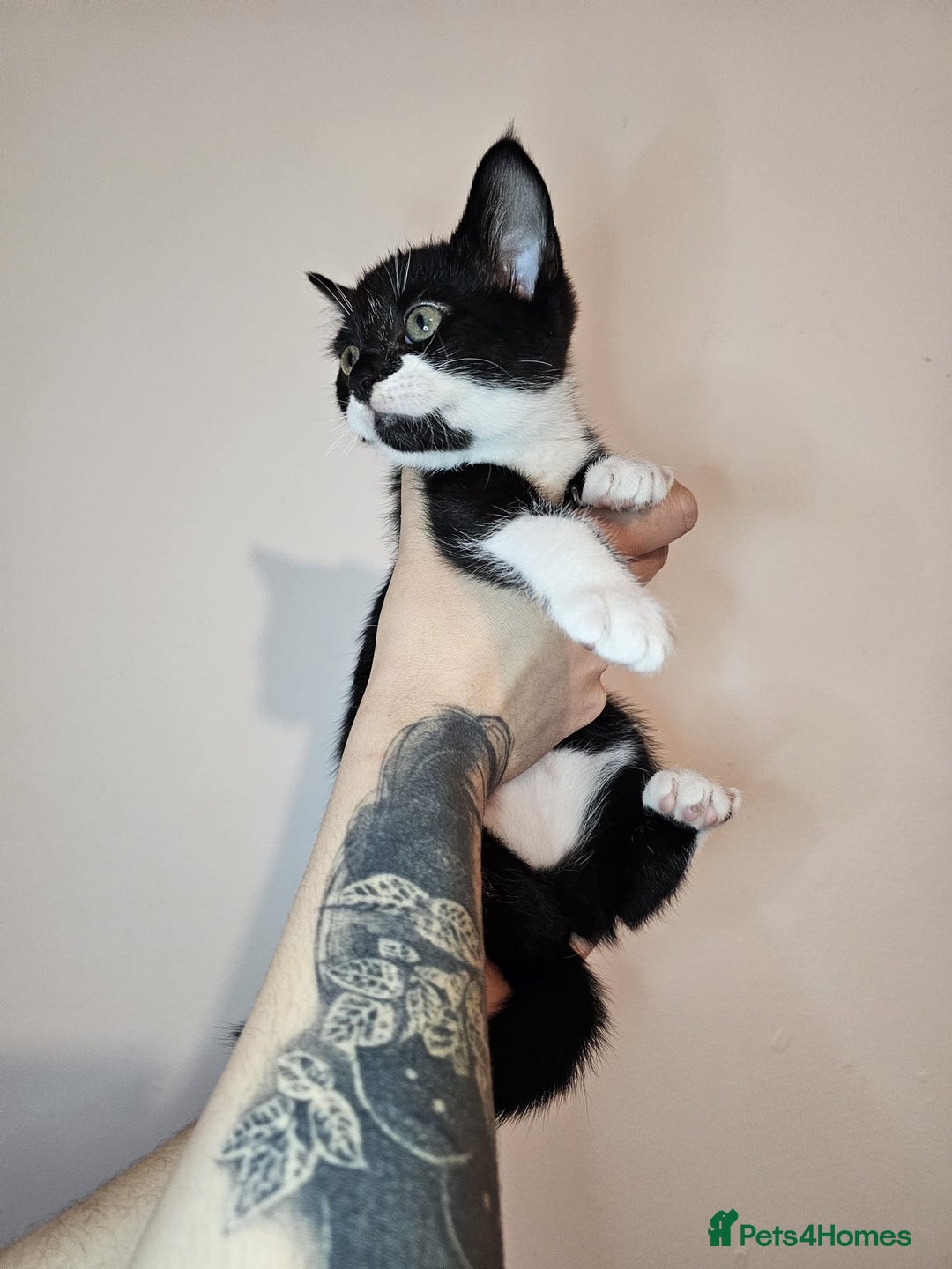 Mixed Breed cats for sale: Beautiful kittens looking for a forever homes - Advert 4