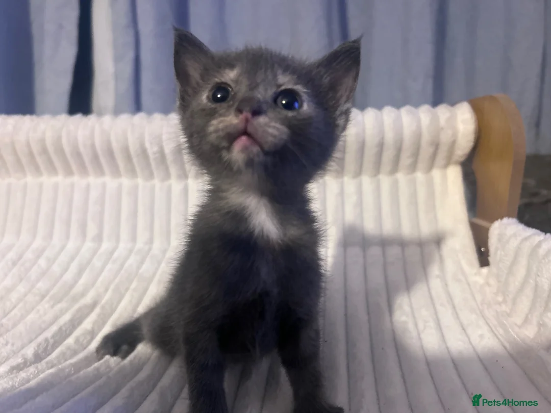 British Shorthair cats for sale: Stunning british short hair kittens 🐱  - Advert 2