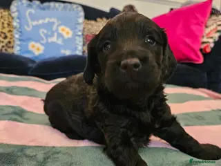 Sproodle dogs Sproodle puppies Ready to leave! - Advert 13