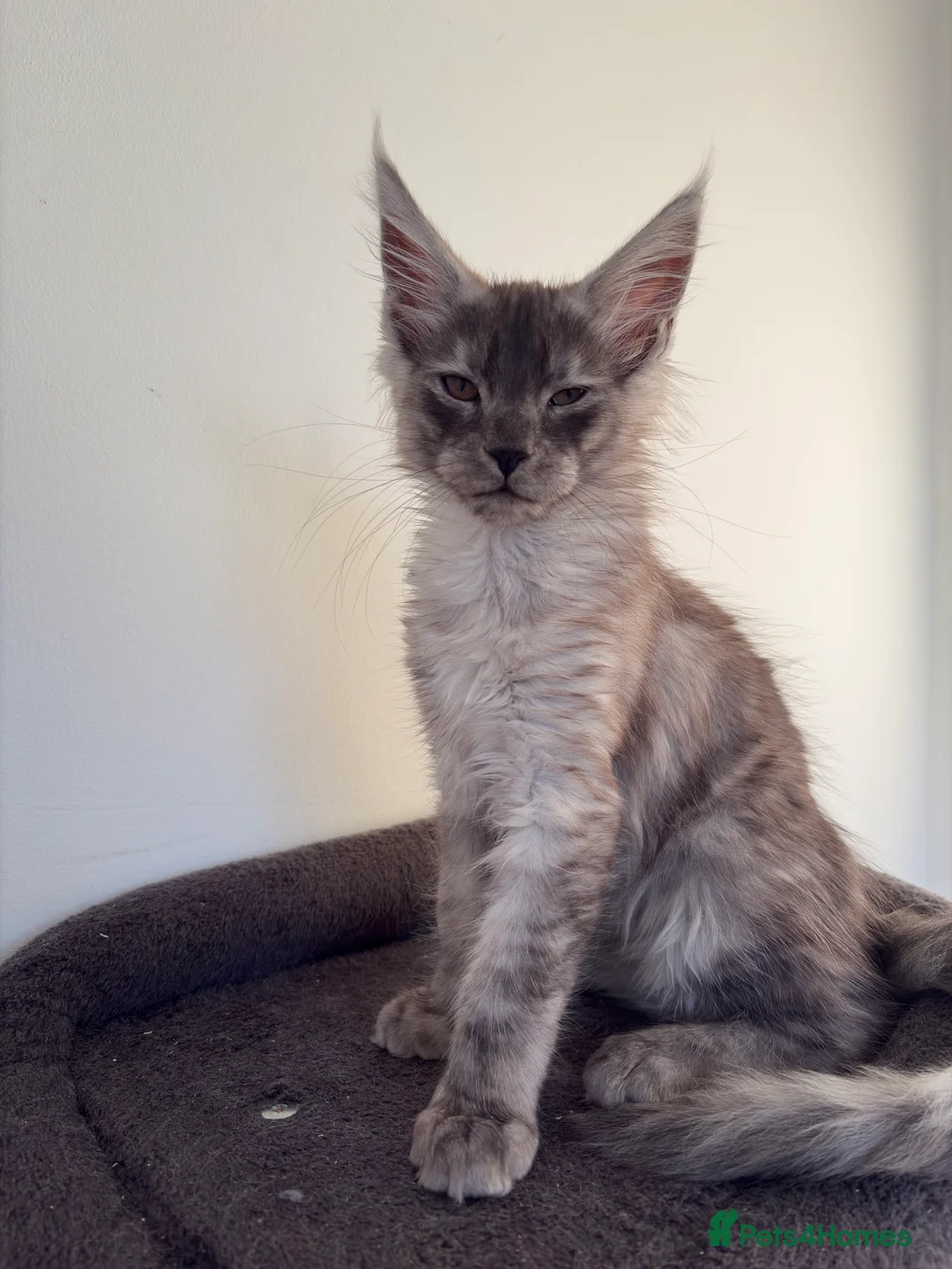 Maine Coon cats for sale: Maine Coon Kittens  - Advert 5