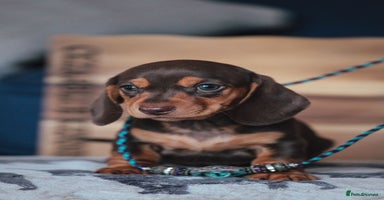 Miniature Dachshund dogs - Advert 15