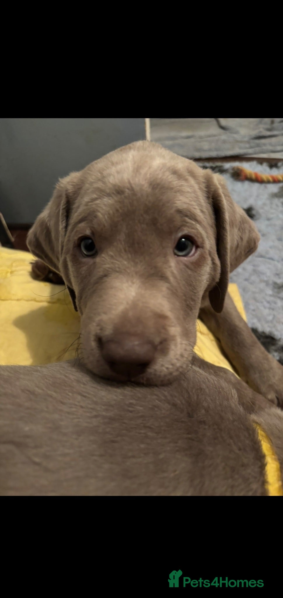Labrador Retriever dogs *ONLY 3 LEFT* Gorgeous Silver Labrador Puppies! - Advert 2