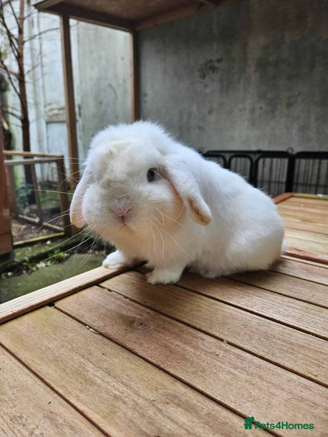 Mini Lop rabbits for sale: Mini lop bucks - Advert 5