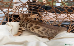 Bengal cats for sale: GORGEOUS PURE BENGAL KITTENS READY TO GO ❤️ - Image 15