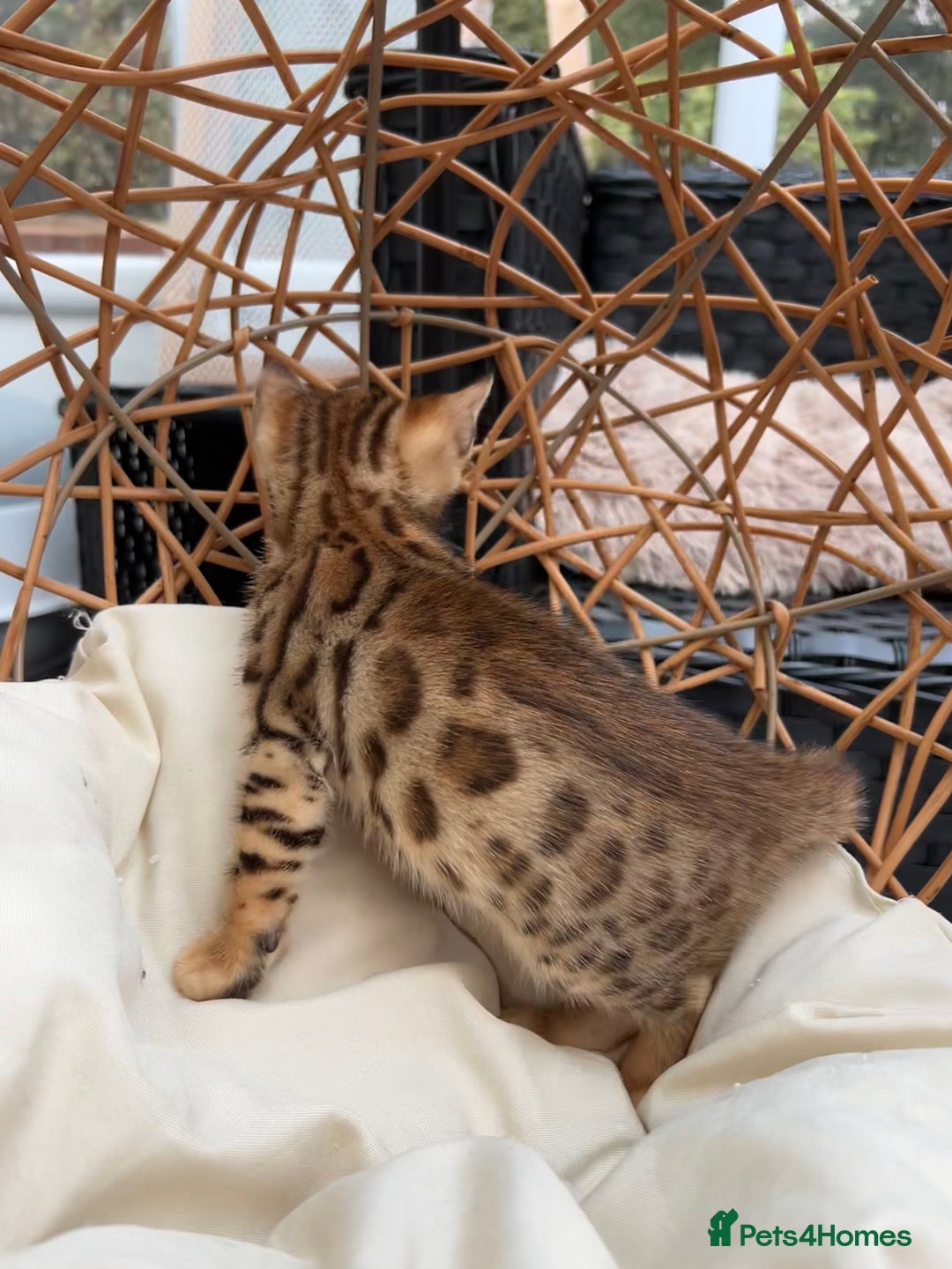 Bengal cats for sale: GORGEOUS PURE BENGAL KITTENS READY TO GO ❤️ - Image 15