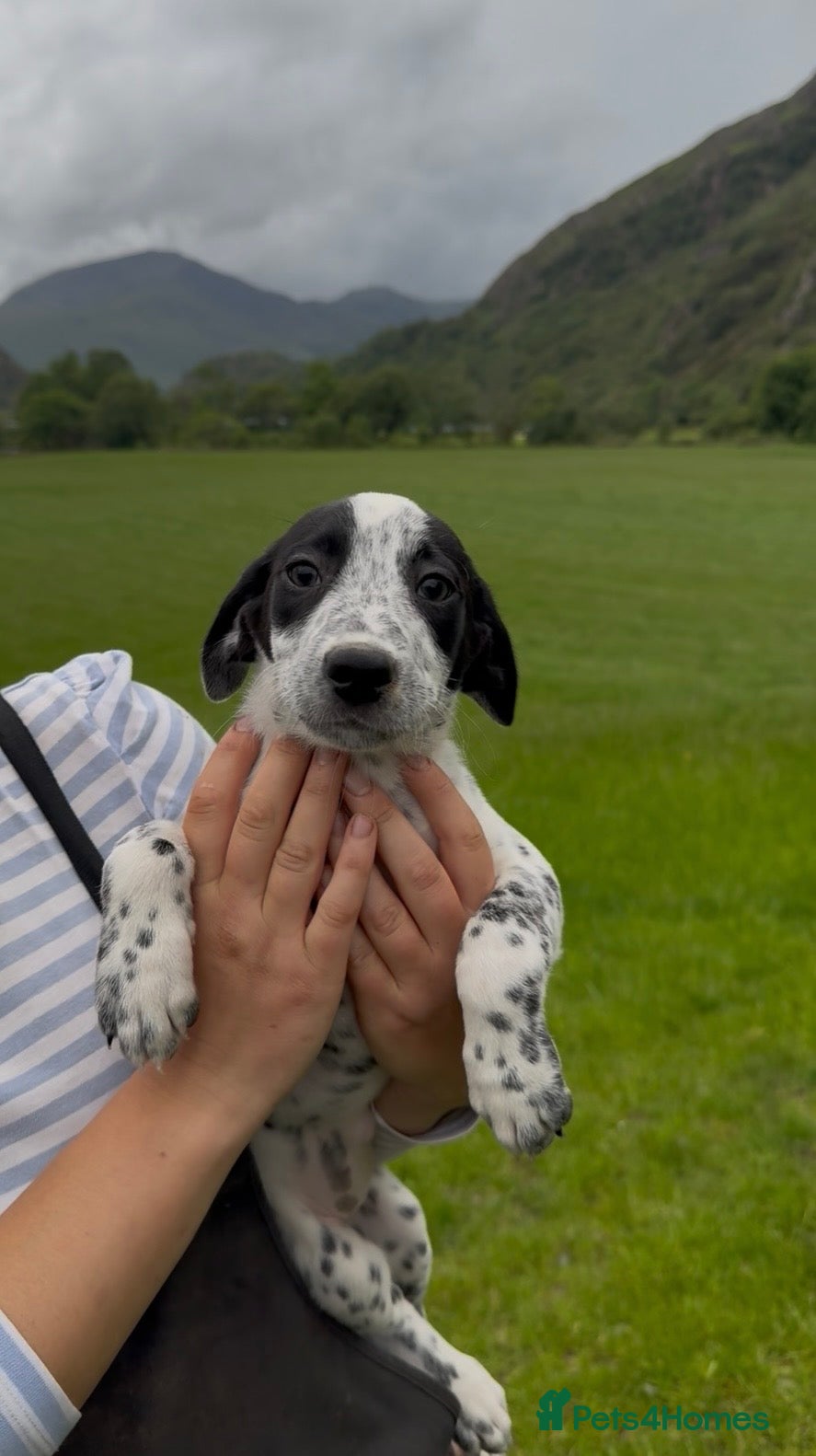 Mixed Breed dogs Adorable Dalmatian X Collie - Advert 13