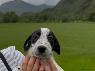 Mixed Breed dogs Adorable Dalmatian X Collie - Advert 13