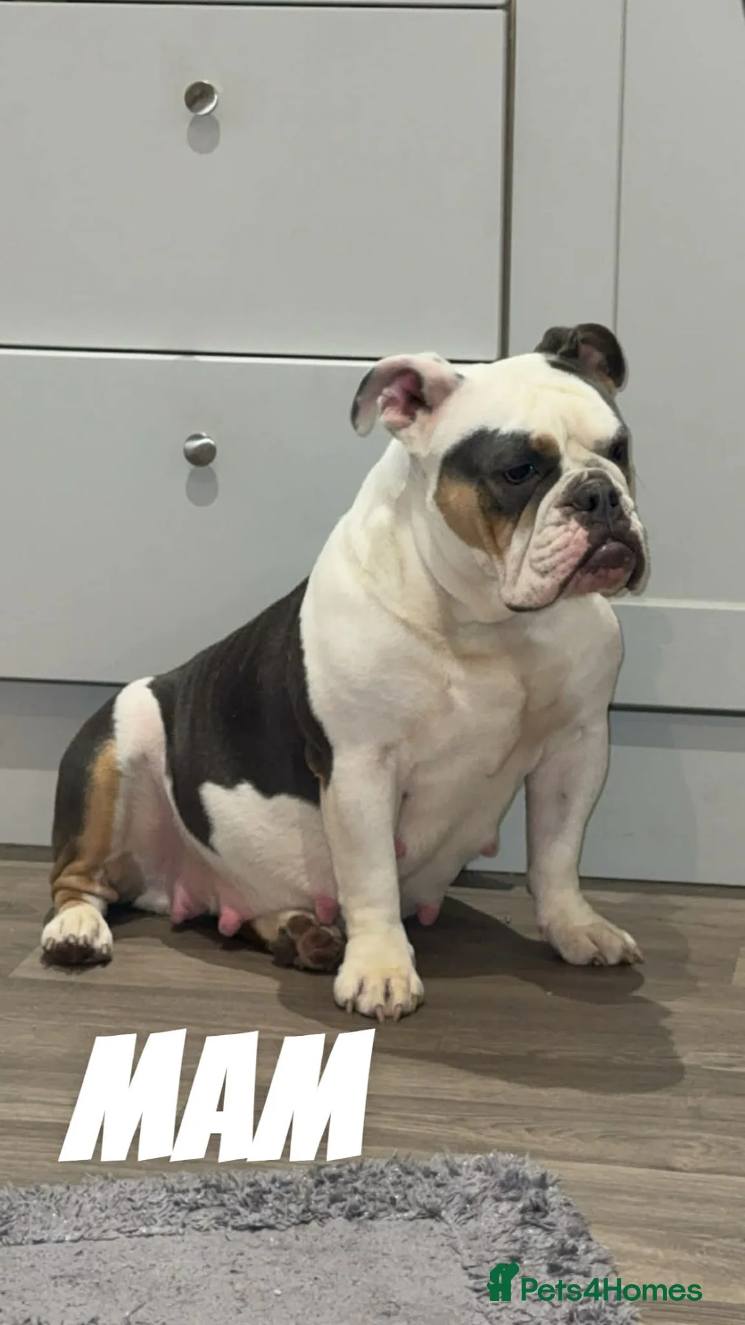 Olde English Bulldogge dogs for sale: Olde English bulldog puppies  - Advert 1