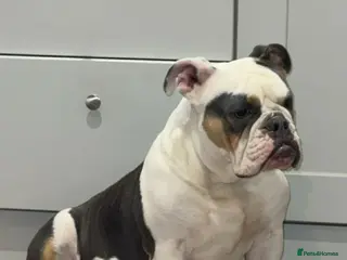 Olde English Bulldogge dogs Olde English bulldog puppies - Advert 1