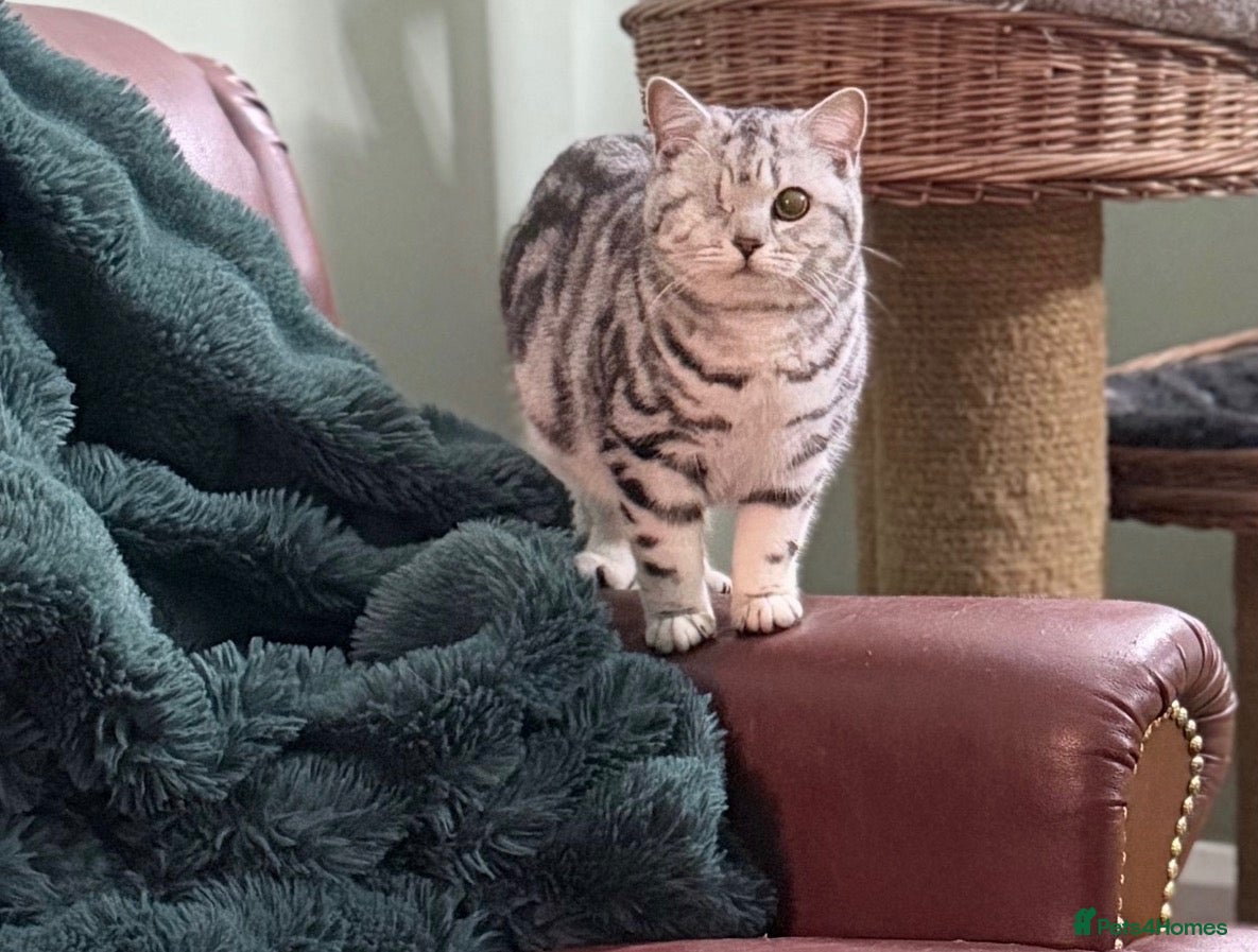 British Shorthair cats British shorthair silver tabby female  - Advert 1