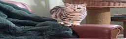British Shorthair cats for sale: British shorthair silver tabby female  - Advert 1
