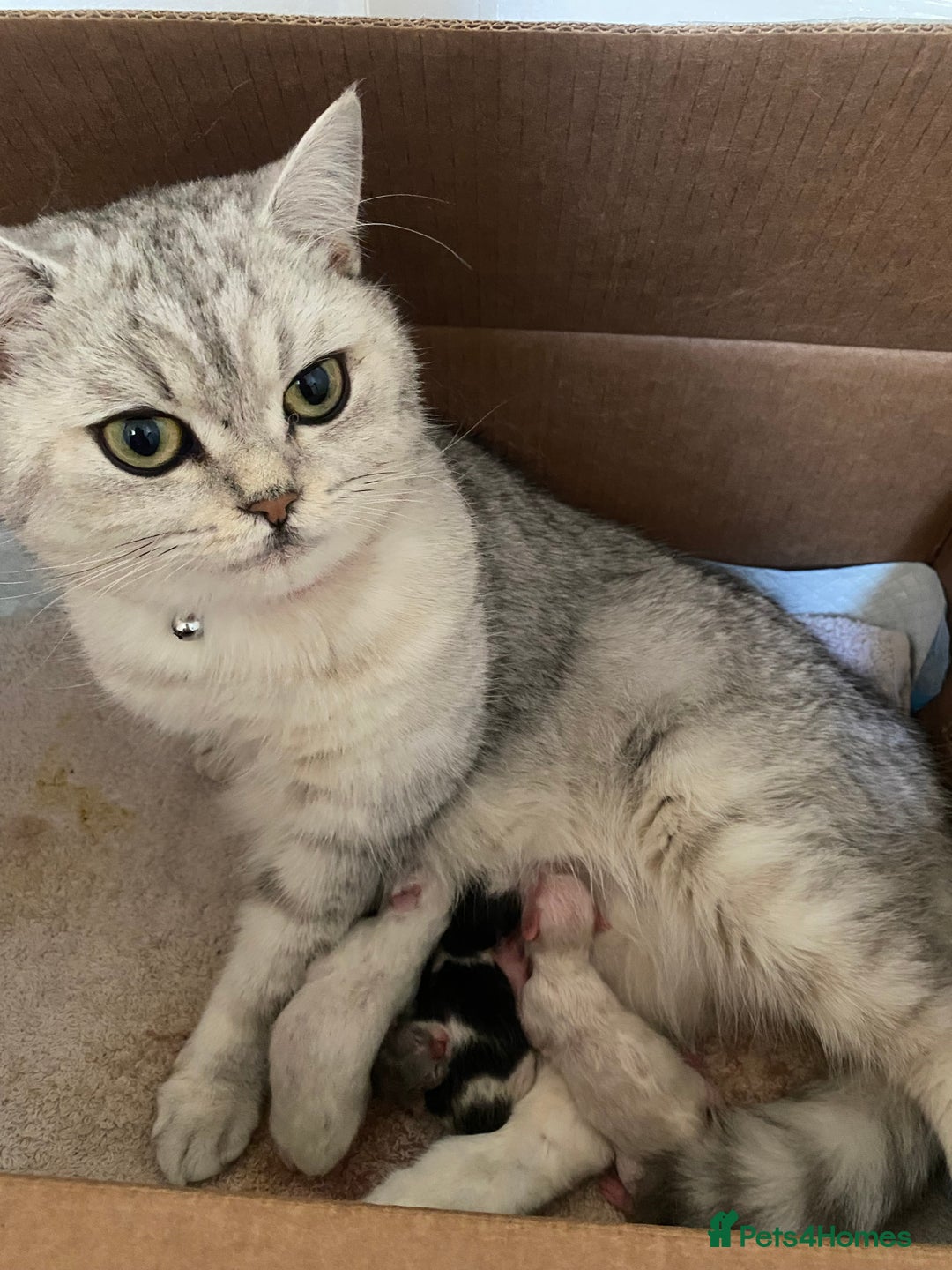 Persian cats for sale: Female Kitten - Image 6
