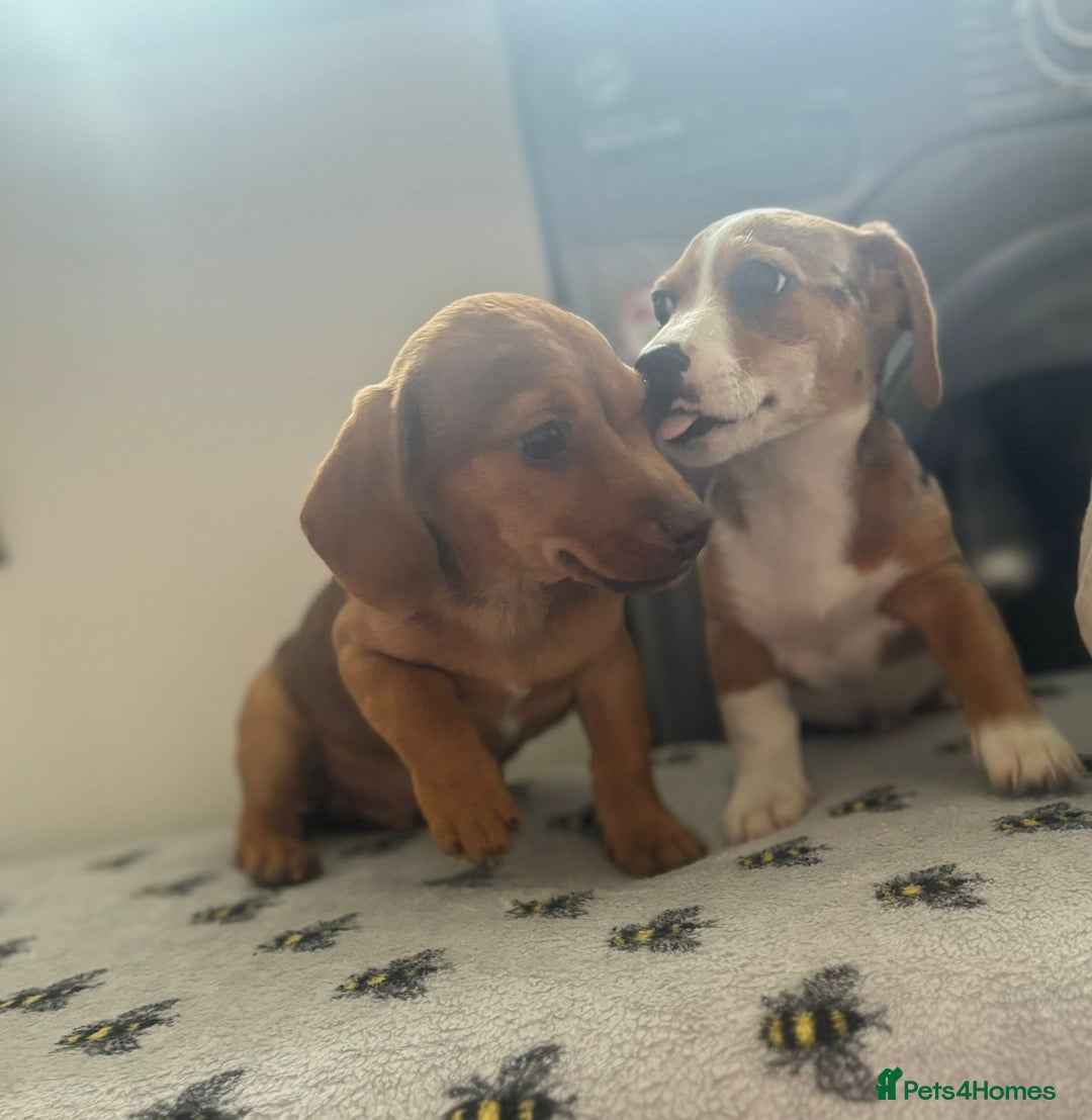 Mixed Breed dogs for sale: Dachshund x Jack Russell's puppies  - Image 2