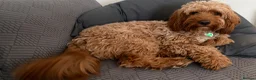Cockapoo dogs for sale: Adorable Cockapoos *ready 14th Aug* - Advert 6