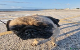 Pug dogs for sale: Lollita - Image 2