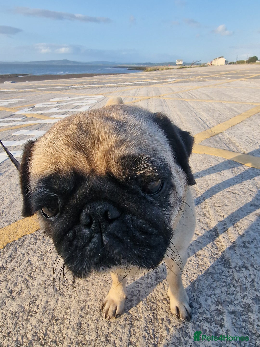 Pug dogs for sale: Lollita - Image 2