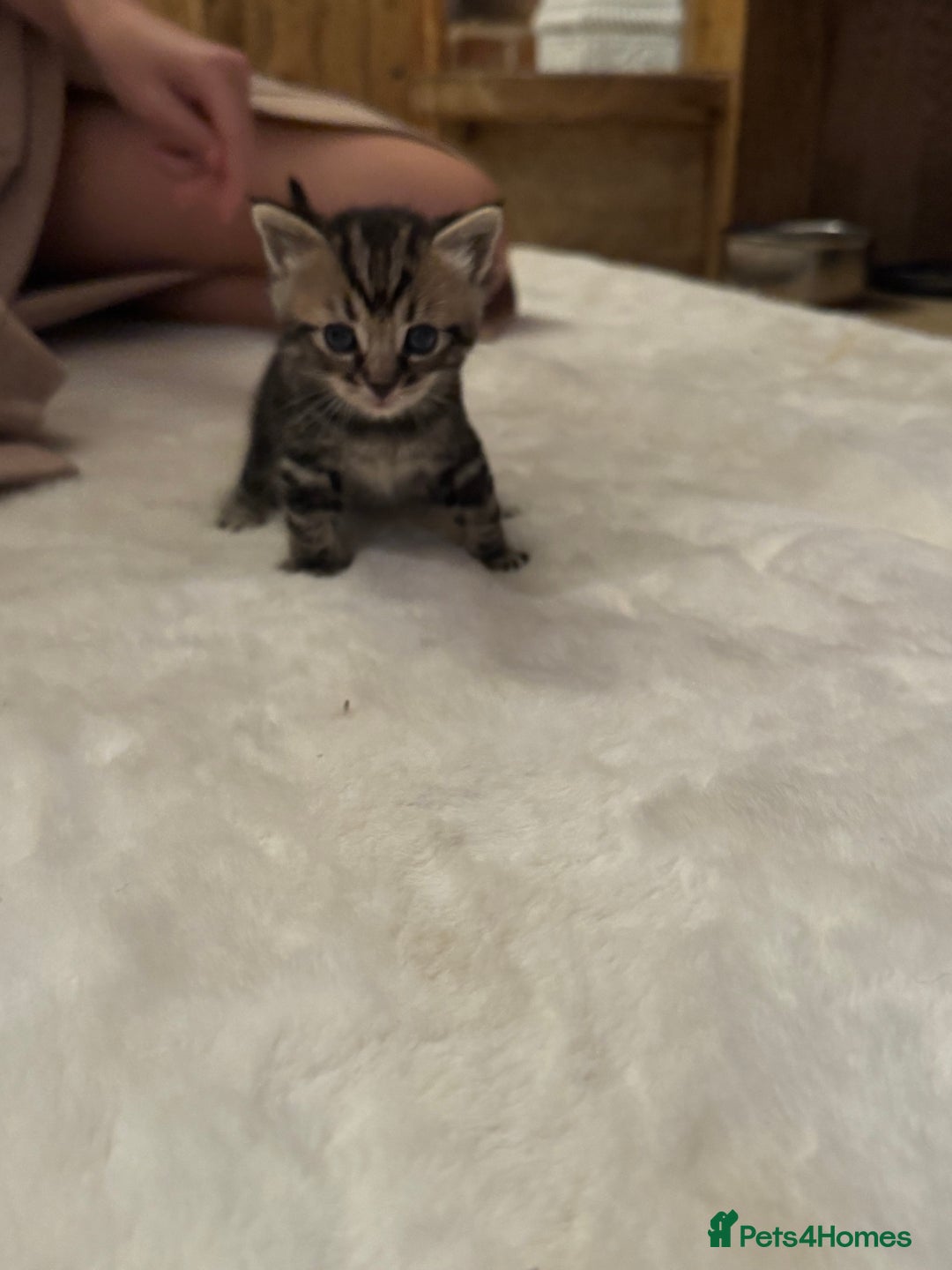 Ragdoll cats for sale: Half ragdoll stunningly marked kittens  - Image 13