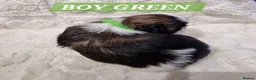 Shih Tzu dogs for sale: Pure bred shih tzu puppies in Cardiff - Advert 16