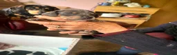 Dachshund dogs for sale: Minature dachshund pups  in Glenrothes - Advert 8