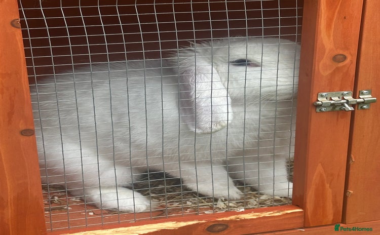 Mini Lion Lop rabbits - Advert 1