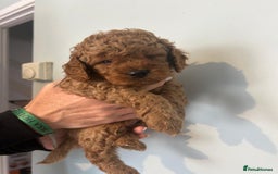 Cavapoo dogs for sale: Stunning F1B Cavapoo puppies  - Image 16