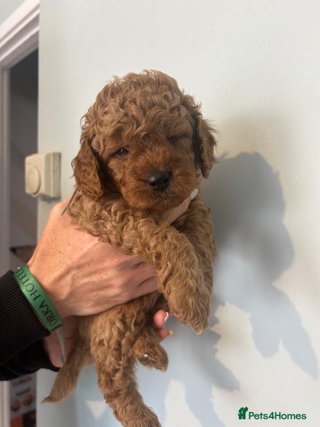 Cavapoo dogs for sale: Stunning F1B Cavapoo puppies  - Image 16