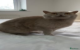 British Shorthair cats for sale: GCCF Registered Active British Shorthair Girl - Image 1