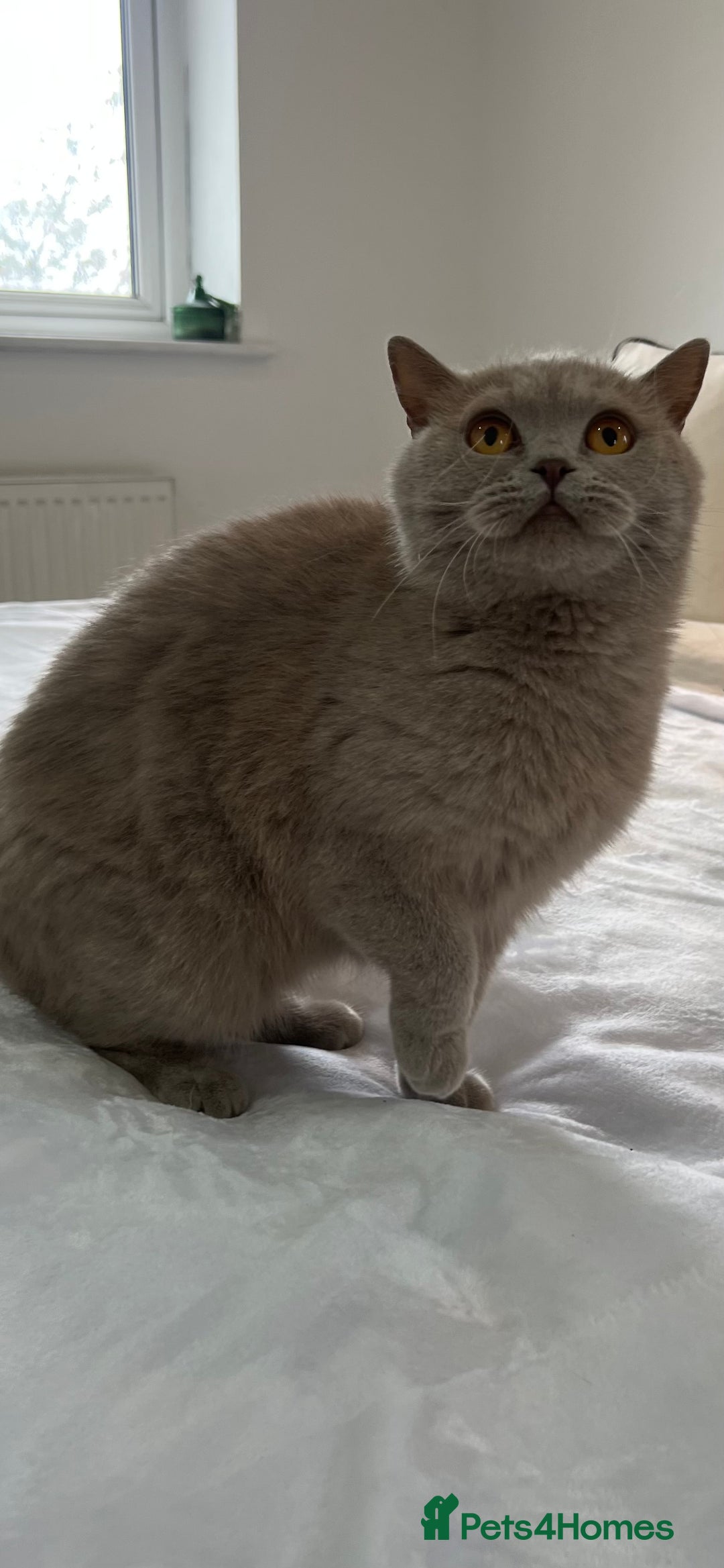 British Shorthair cats for sale: GCCF Registered Active British Shorthair Girl - Image 1