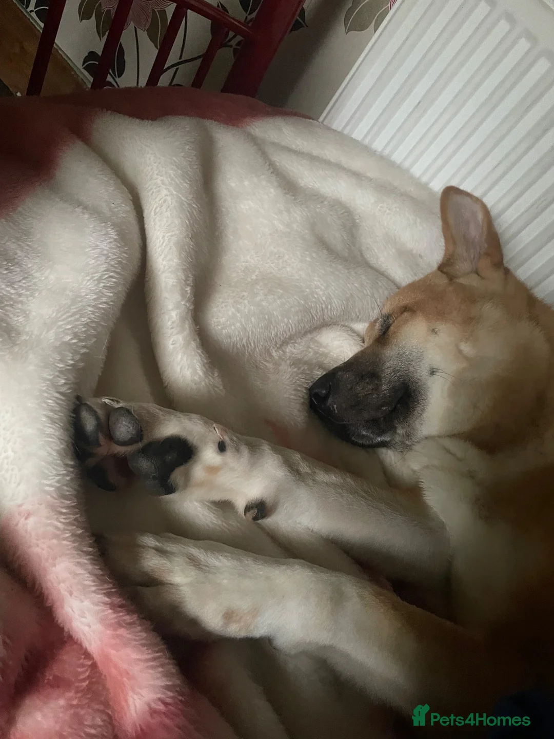 Akita dogs for sale: Akita for sale.  - Advert 3