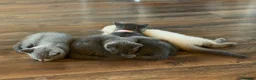 British Shorthair cats for sale: BRITISH SHORTHAIR KITTENS  - Advert 6