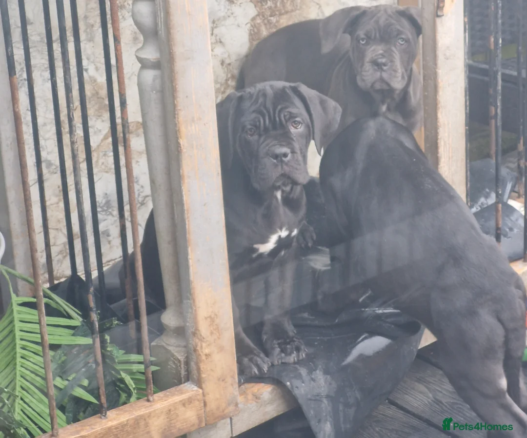 Cane Corso dogs for sale: EXCEPTIONAL PEDIGREE!! ONE BLUE GIRL AVAILABLE!! - Advert 20