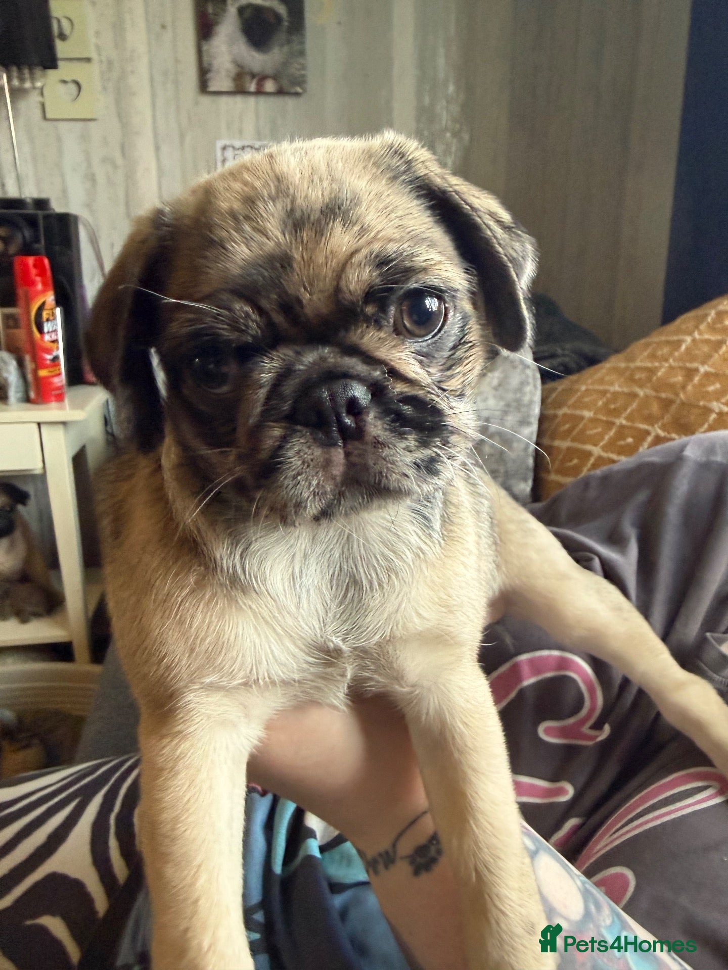 Pug dogs 1 girl pug puppy available!! - Advert 1