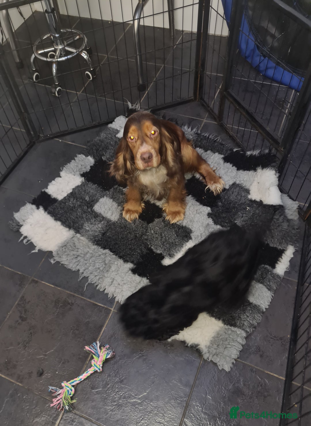 Cockapoo dogs for sale: Stunning F1 Cockapoo Girl  - Advert 6