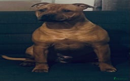 Staffordshire Bull Terrier dogs for sale: Floyd & Sky - Advert 15