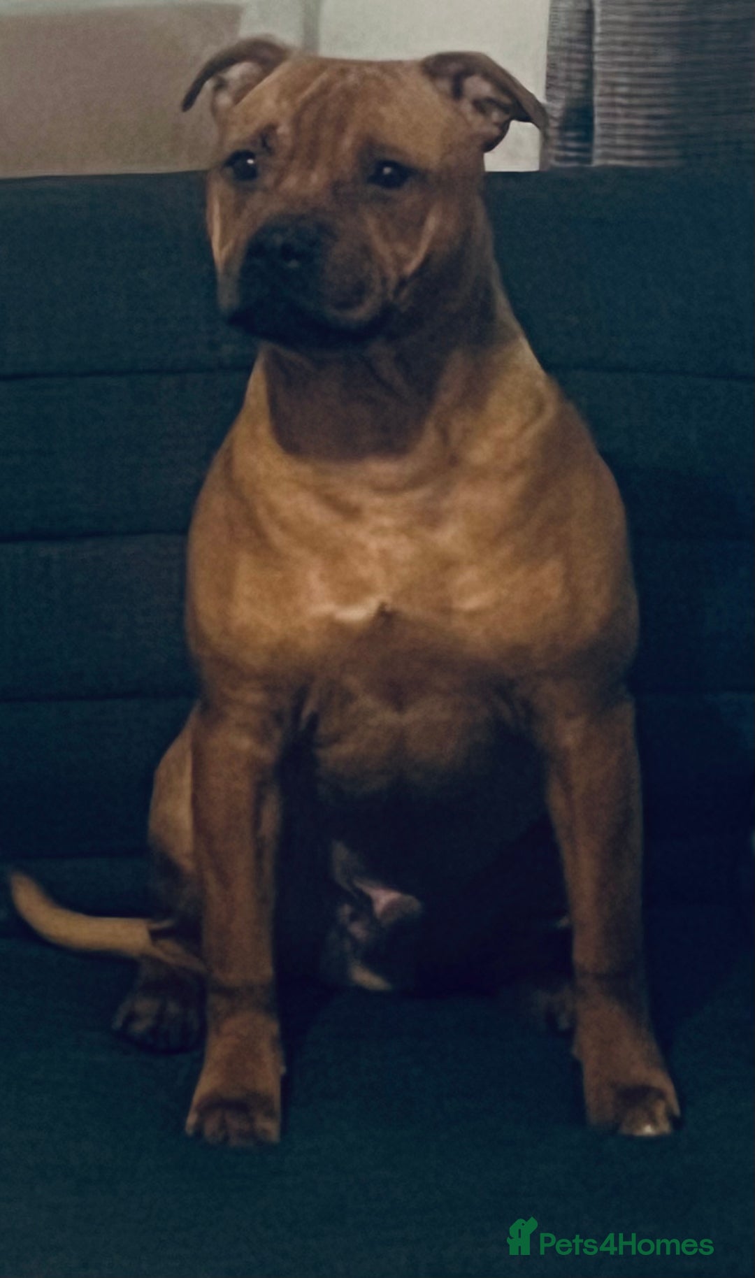 Staffordshire Bull Terrier dogs for sale: Floyd & Sky - Advert 15