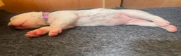 Dalmatian dogs for sale: Exceptional KC Liver Spotted Dalmatian Puppies in Worcester - Advert 18