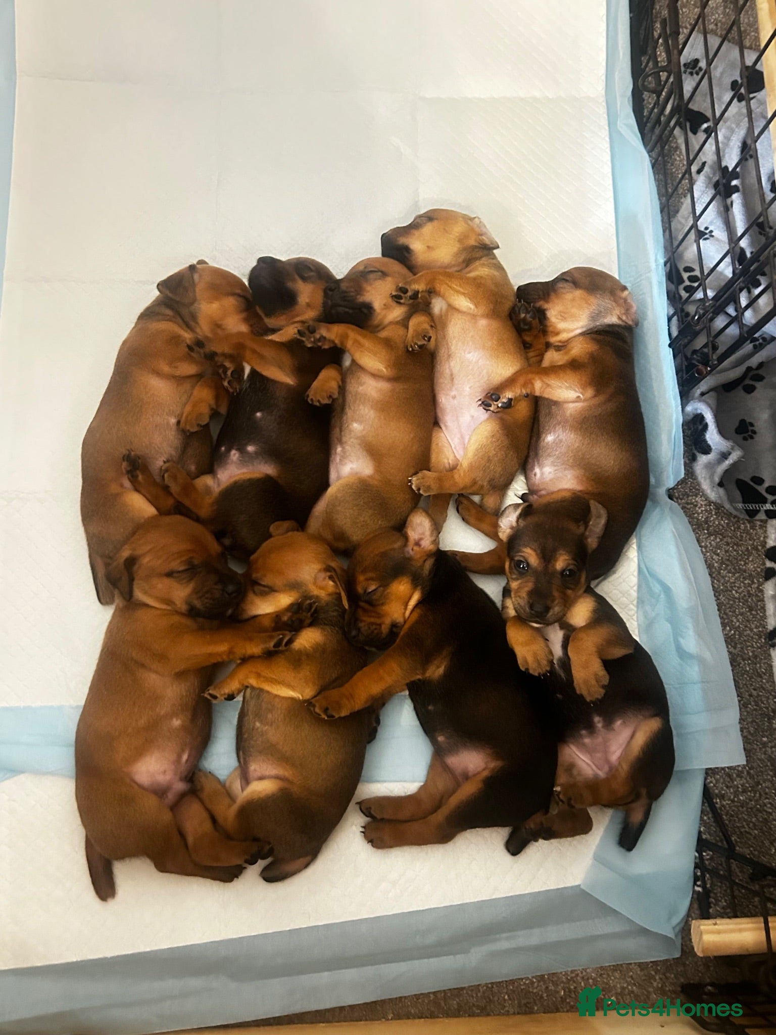 Mixed Breed dogs Patterdale x Plummer terrier pups - Advert 2