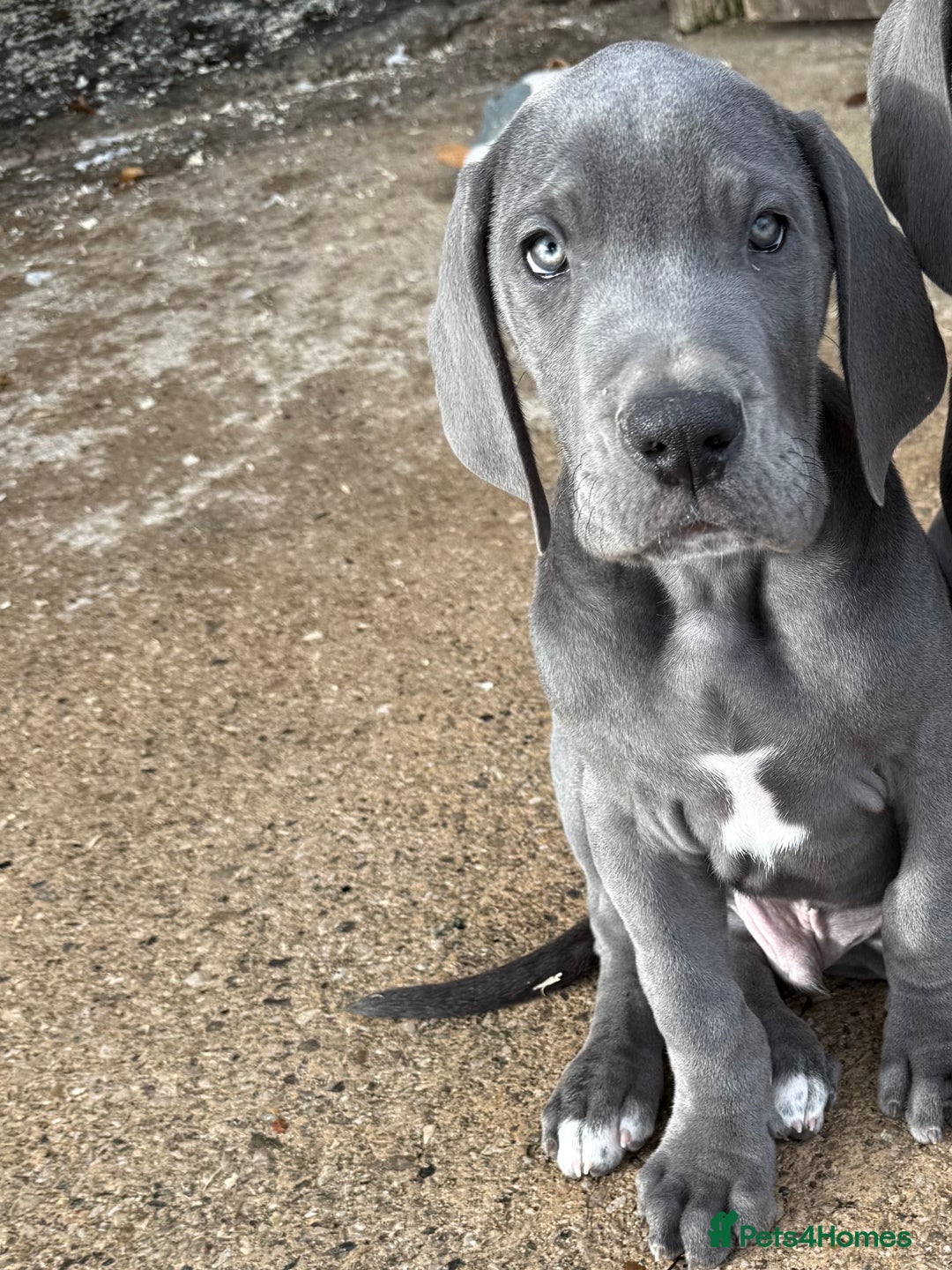 Great Dane dogs for sale: READY NOW! BLUE Kc reg Great Danes - Advert 4
