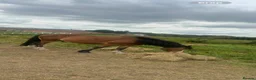 Welsh Section D horses for sale: Welsh d cross Connemara  in Stockton-on-Tees - Advert 3