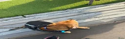 Mixed Breed dogs for sale: Alfie- Mixed Breed Puppy 1yr 5months old - Advert 9